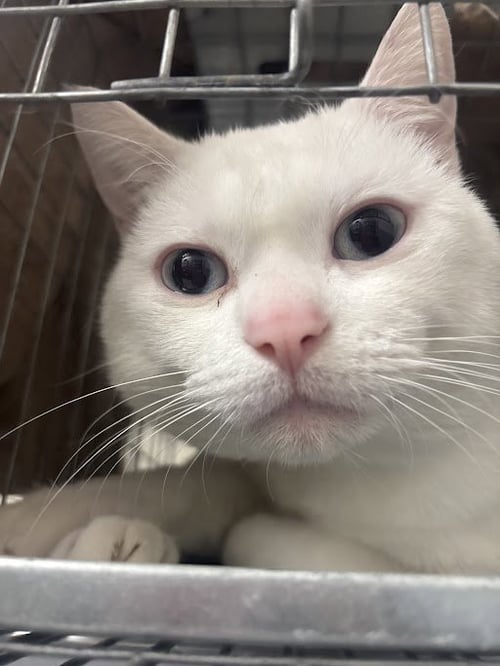 TRILL - Domestic Short Hair available for adoption