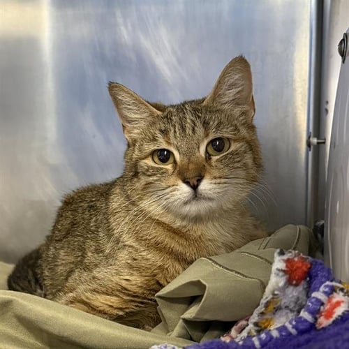 *MISS GIRL - Domestic Short Hair available for adoption