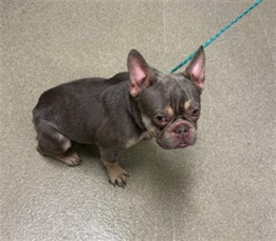 *BIMO - French Bulldog available for adoption