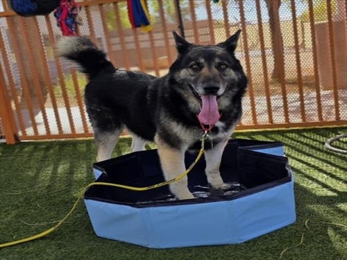 *GALE - German Shepherd Dog available for adoption
