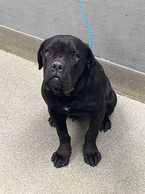 *BAMBI - Cane Corso Mastiff available for adoption