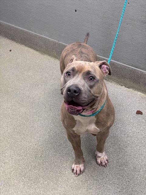 *LOVEBUG - Pit Bull Terrier available for adoption