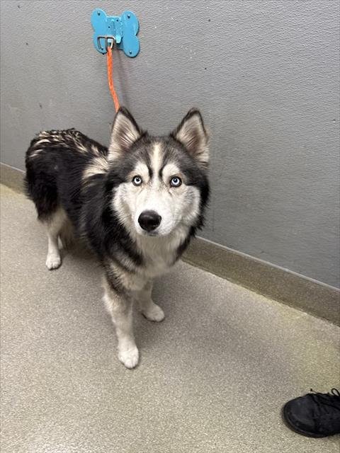 OLAF - Siberian Husky available for adoption
