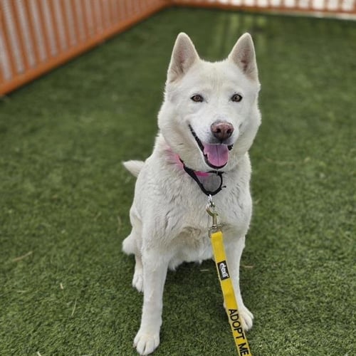 DAISY - Siberian Husky available for adoption