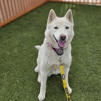 DAISY - Photo 1