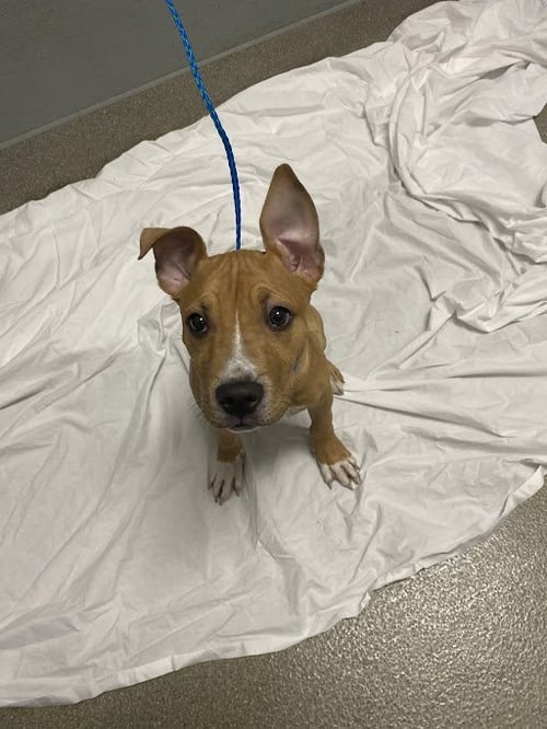 *CRAB - Pit Bull Terrier available for adoption