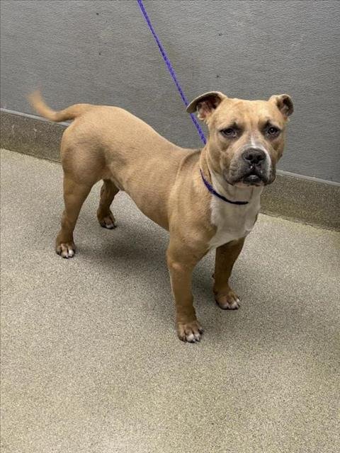 *JAYLYN - Pit Bull Terrier available for adoption