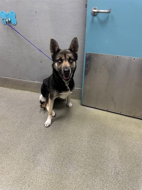 *JUNE - German Shepherd Dog / Siberian Husky available for adoption