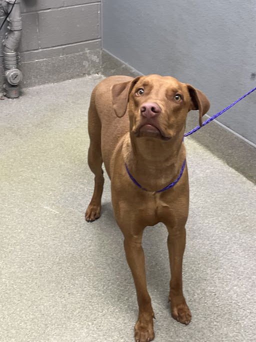 *BRADLEY - Pit Bull Terrier available for adoption