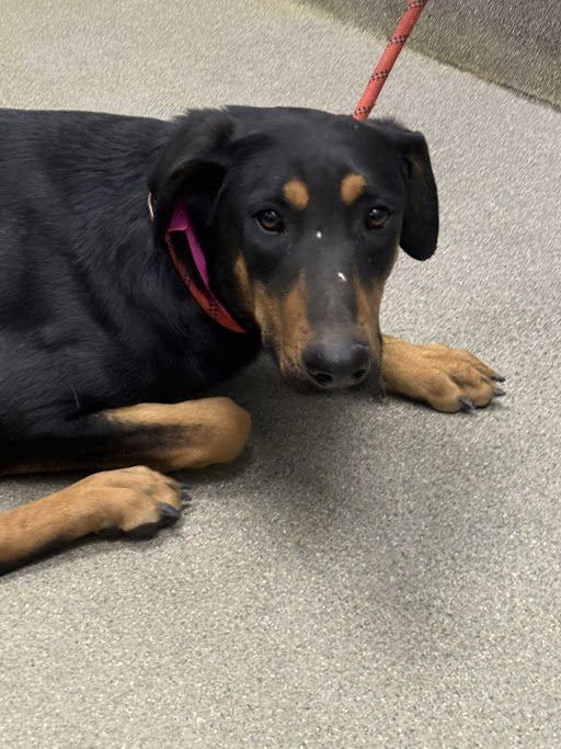 *VELMA - Doberman Pinscher available for adoption