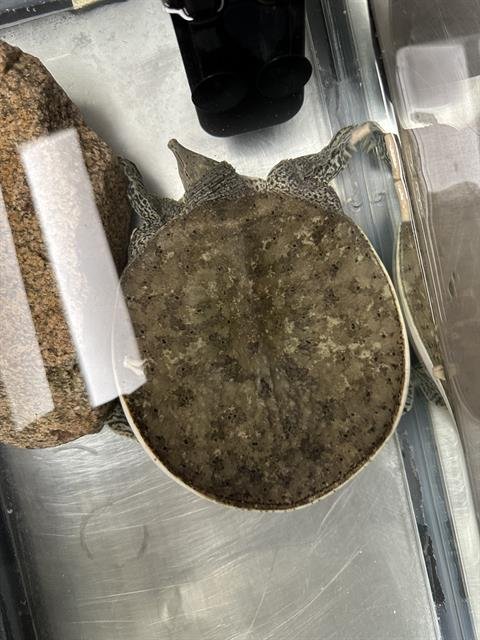 A1417063 - Turtle available for adoption