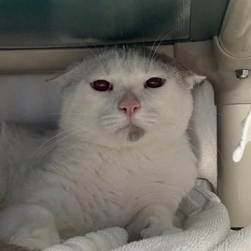 ROUNDY DOUNDY 3 - Domestic Short Hair for adoption in North Las Vegas