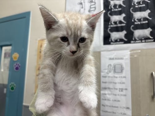 *COOPER - Siamese available for adoption