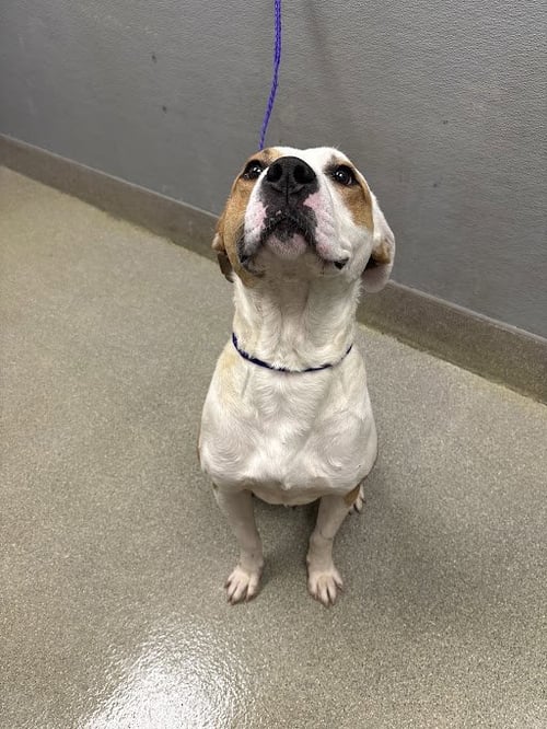 *MANI - Pit Bull Terrier available for adoption