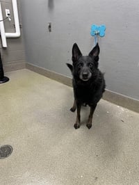 OTIS - Photo 1