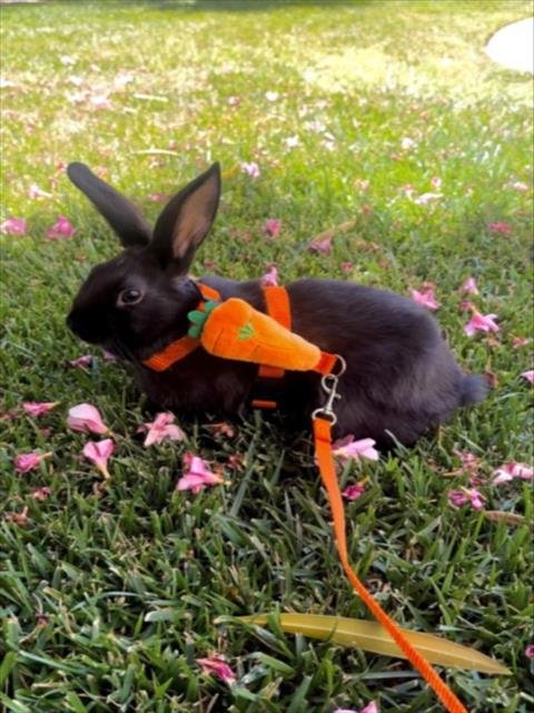 *AUTUMN - Shorthaired Rabbit available for adoption