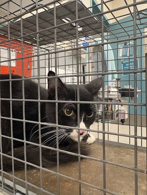 *LIONEL - Domestic Short Hair for adoption in Las Vegas