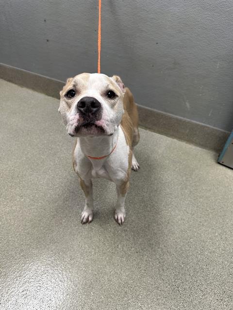 STORMIE - Pit Bull Terrier available for adoption
