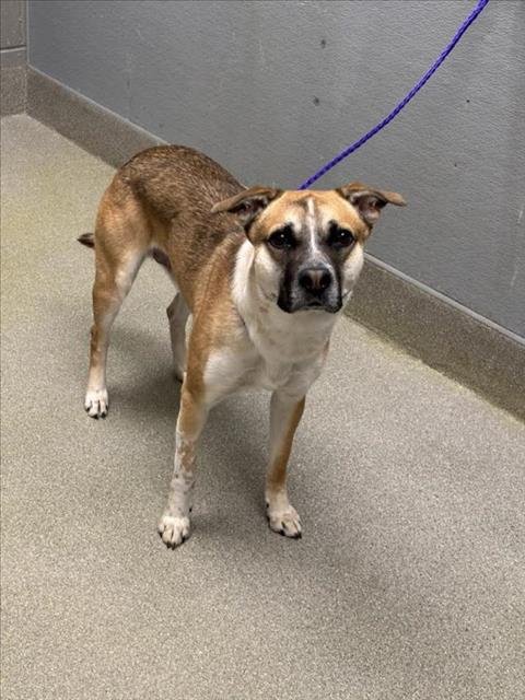 CHARLIE - Labrador Retriever available for adoption