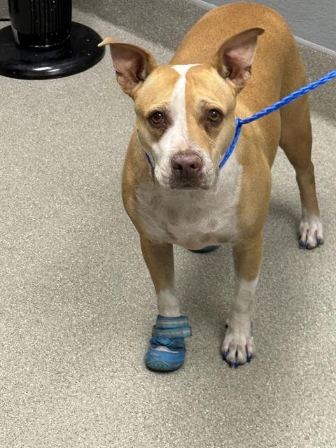 BAILEY - Pit Bull Terrier available for adoption