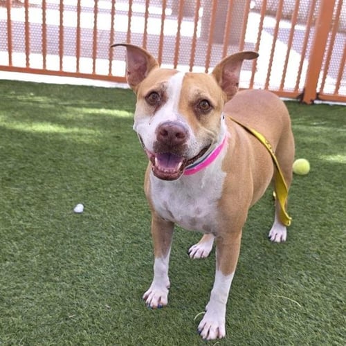 BAILEY - Pit Bull Terrier available for adoption