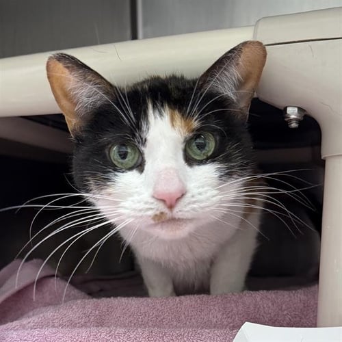 *WILLA - Domestic Short Hair available for adoption