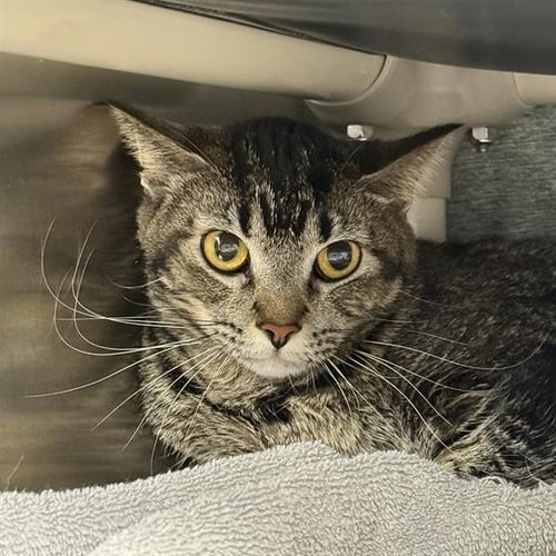NALA - Domestic Long Hair for adoption in Las Vegas