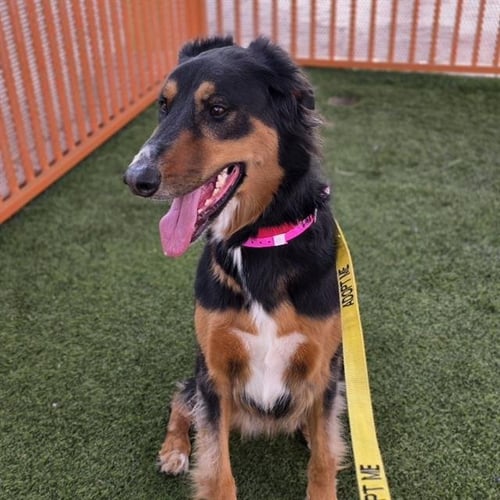 MIZFIT - Doberman Pinscher / Golden Retriever available for adoption