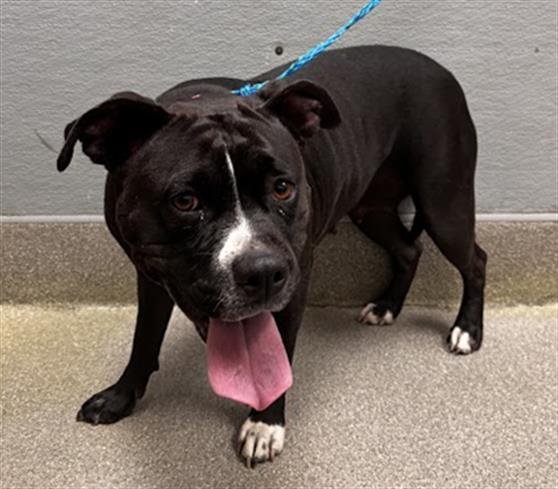 *TALULAH - Pit Bull Terrier available for adoption