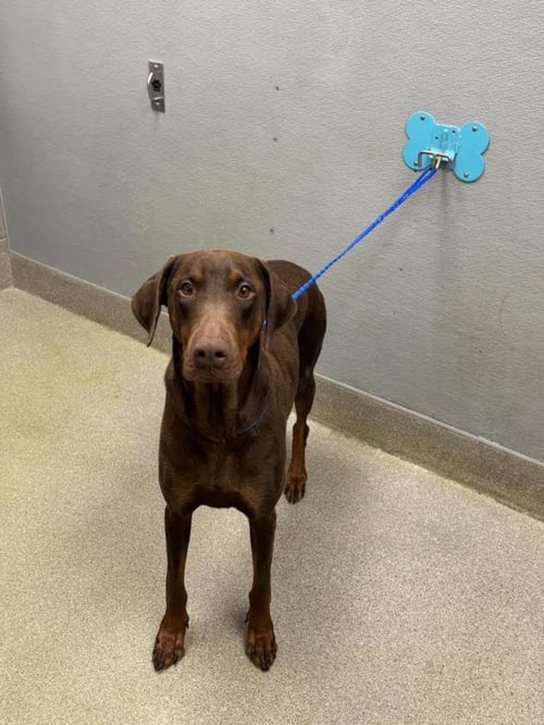 *SUNCHIP - Doberman Pinscher available for adoption