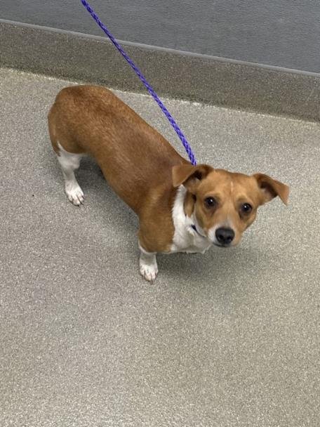 ZILO - Chihuahua available for adoption