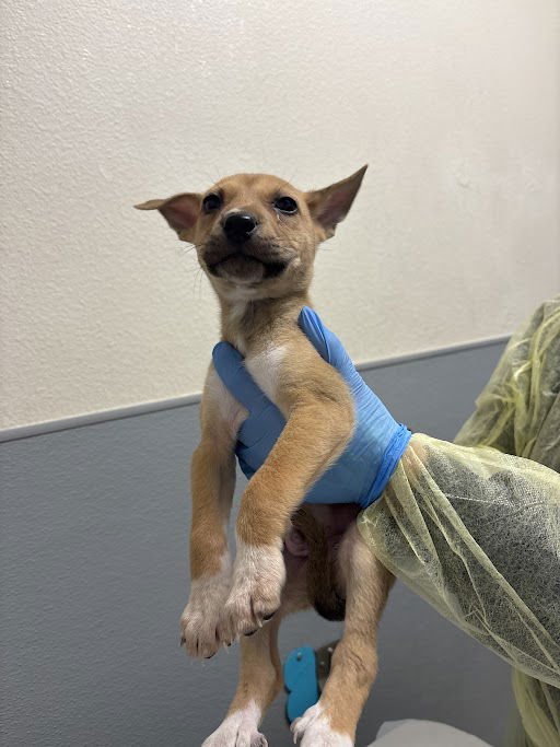 *TUXEDO MASK - Pit Bull Terrier / Siberian Husky available for adoption