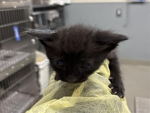 *MULBERRY - Domestic Short Hair available for adoption