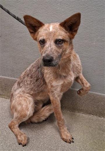 *RAGGEDY ANDY - Australian Cattle Dog/Blue Heeler available for adoption