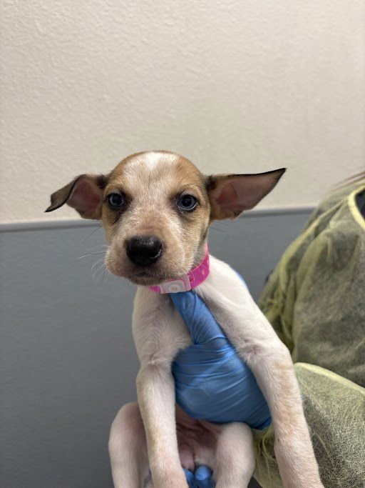 *SAILOR MARS - Pit Bull Terrier / Siberian Husky available for adoption