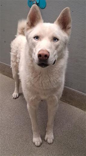 COCO - Siberian Husky available for adoption