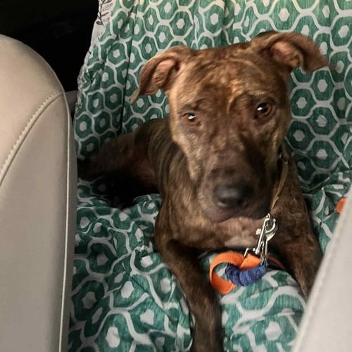 *MABEL - Pit Bull Terrier available for adoption