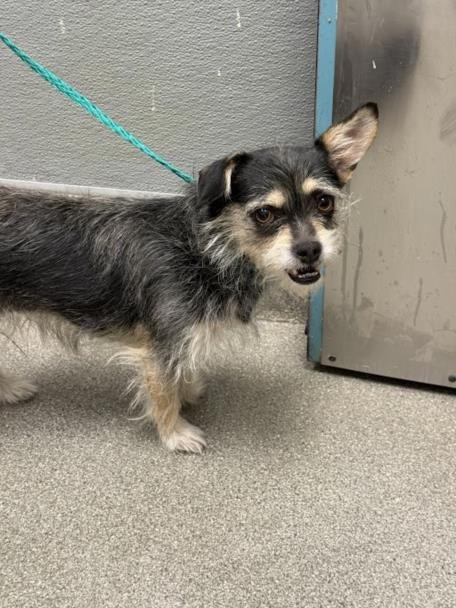 *BUTTERCUP - Terrier available for adoption