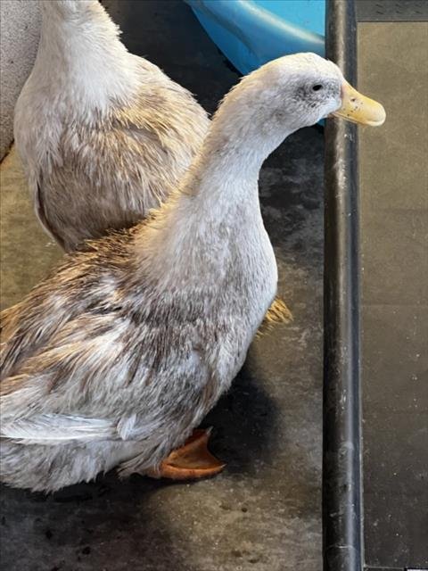 *PADDLES - Duck available for adoption