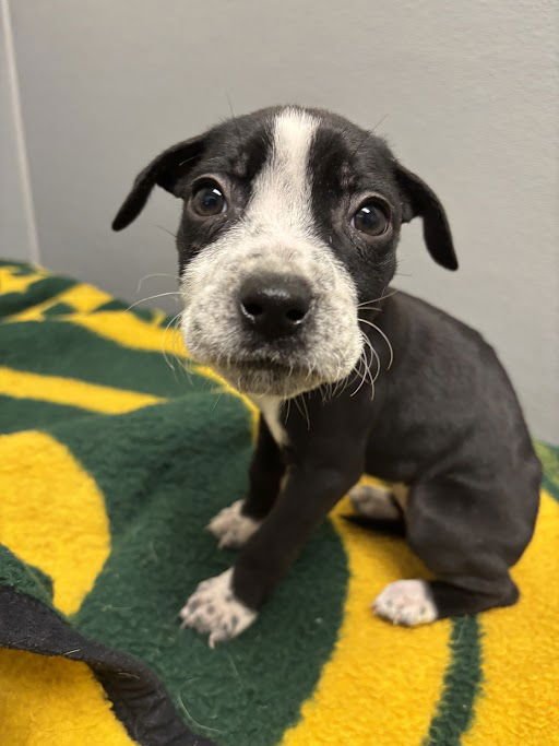 *POLLY - Pit Bull Terrier available for adoption