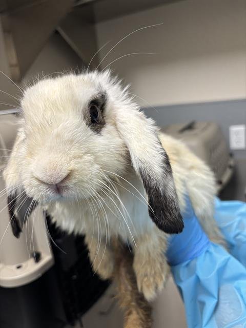MARSHMELO - Shorthaired Rabbit available for adoption