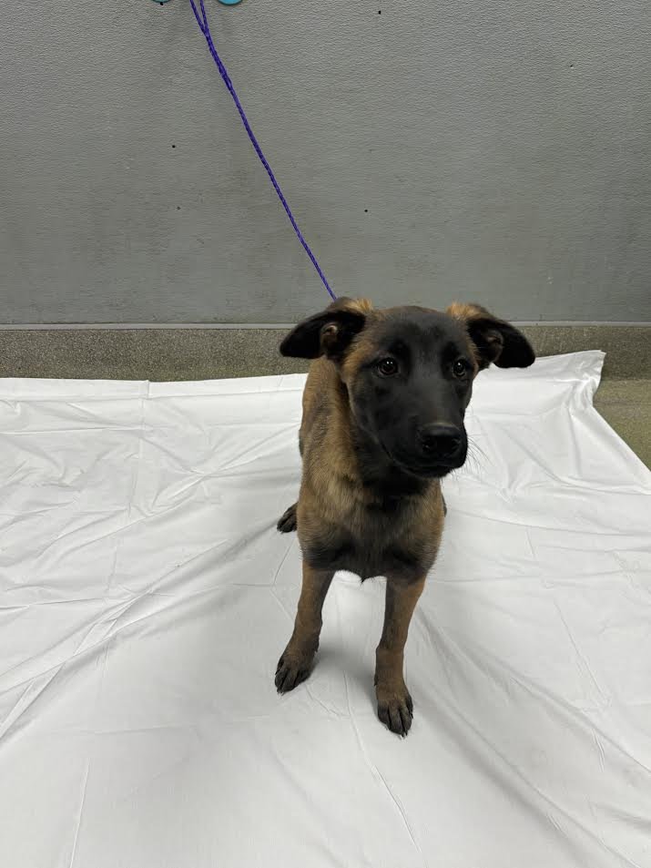 *LACEY - Belgian Shepherd Malinois available for adoption