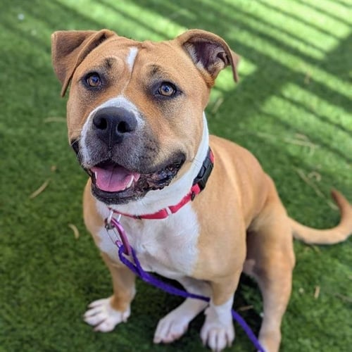 TAWNEY - Pit Bull Terrier available for adoption