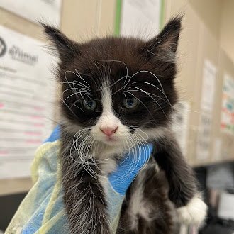 *BERLIN - Domestic Short Hair available for adoption