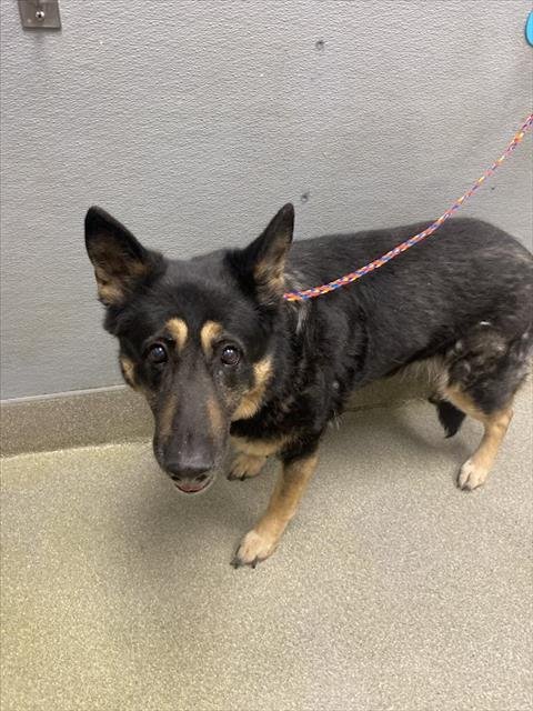 CHIBI - German Shepherd Dog available for adoption