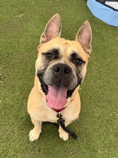 *BIG HANK - Mastiff available for adoption