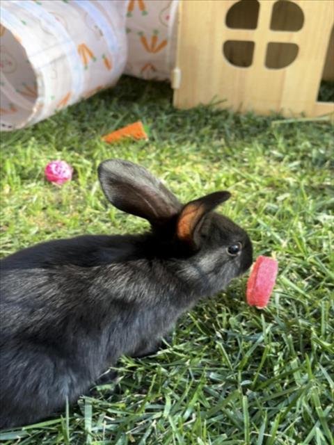 *PATCHES - Shorthaired Rabbit available for adoption