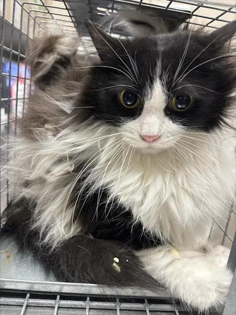 RACOON - Domestic Long Hair available for adoption