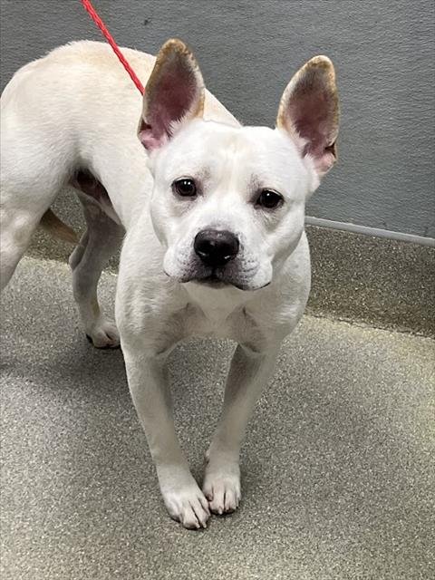 MARLEY - Pit Bull Terrier available for adoption