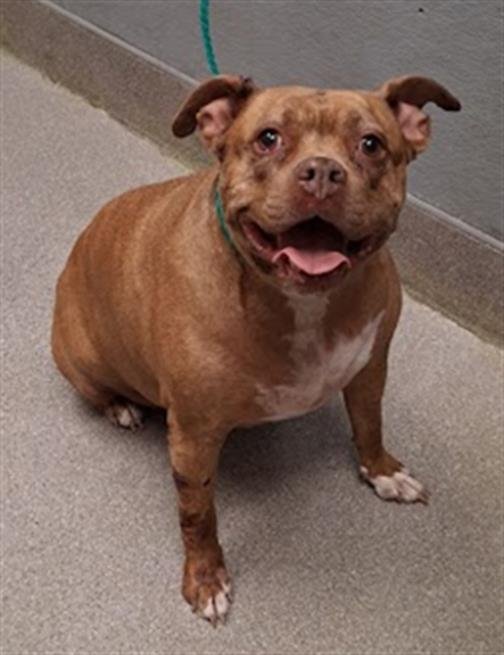 *PENELOPE - Pit Bull Terrier available for adoption